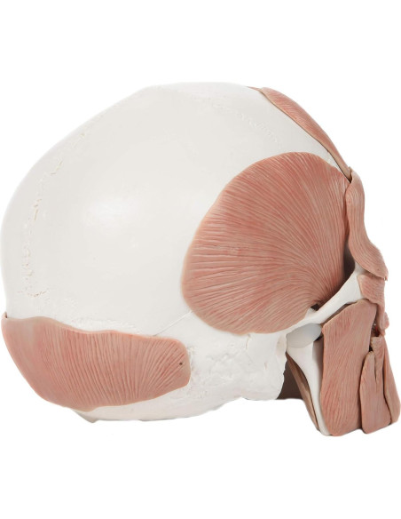 Modelo de Cráneo Humano Anatómico Axis Scientific 37 Piezas