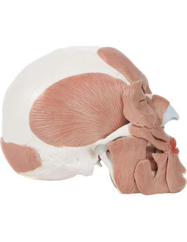 Modelo de Cráneo Humano Anatómico Axis Scientific 37 Piezas