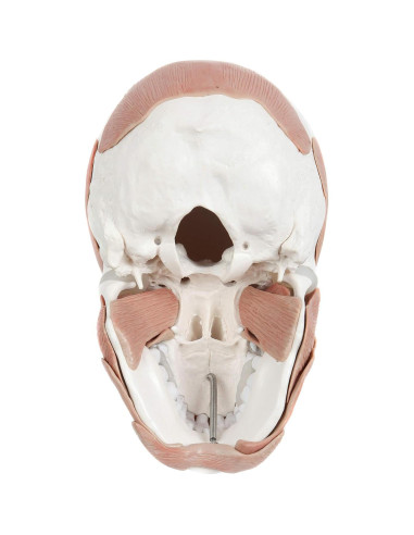 Modelo de Cráneo Humano Anatómico Axis Scientific 37 Piezas