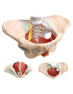 Modelo de Pelvis Femenina Benilev 1:1 con Músculos del Suelo Pélvico
