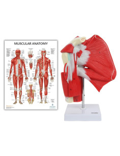 Modelo Anatómico Articulación Hombro Musculoso Axis Scientific 25.4cm