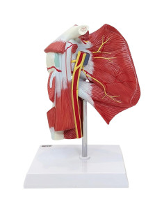 Modelo Anatómico Articulación Hombro Musculoso Axis Scientific 25.4cm 2