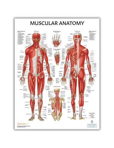 Modelo Anatómico Articulación Hombro Musculoso Axis Scientific 25.4cm