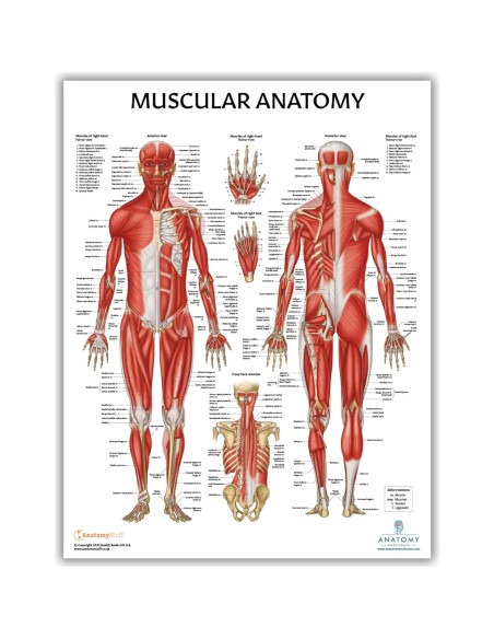 Modelo Anatómico Articulación Hombro Musculoso Axis Scientific 25.4cm Modelo Anatómico Articulación Hombro Musculoso Axis Scientific 25.4cm