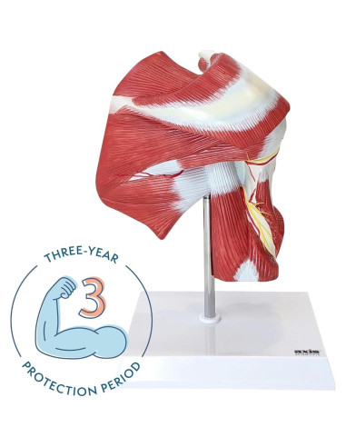 Modelo Anatómico Articulación Hombro Musculoso Axis Scientific 25.4cm