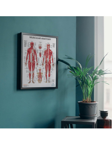 Modelo Anatómico Articulación Hombro Musculoso Axis Scientific 25.4cm