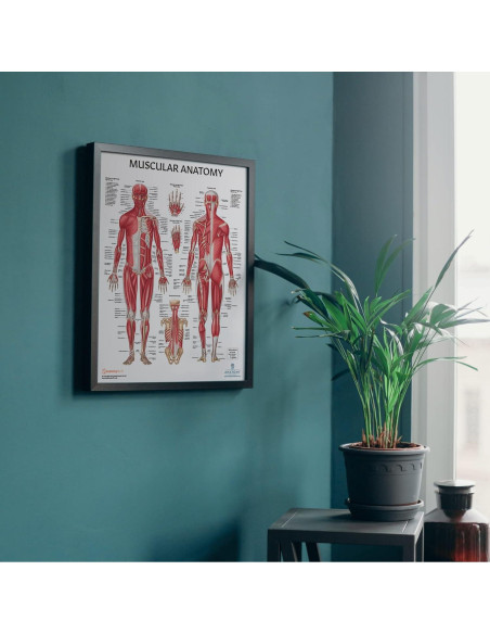 Modelo Anatómico Articulación Hombro Musculoso Axis Scientific 25.4cm Modelo Anatómico Articulación Hombro Musculoso Axis Scientific 25.4cm