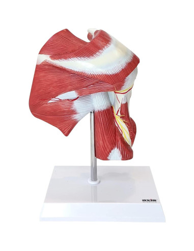 Modelo Anatómico Articulación Hombro Musculoso Axis Scientific 25.4cm