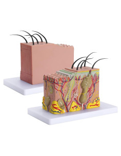 Modelo de Anatomía de Piel Healthible 35X PVC 20x12 cm