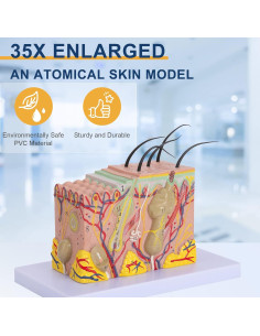 Modelo de Anatomía de Piel Healthible 35X PVC 20x12 cm 2