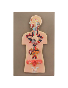 Modelo Anatómico del Sistema Endocrino Eisco Labs Miniatura