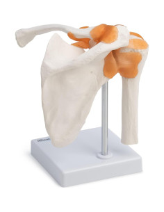 Modelo de Articulación del Hombro Cranstein A-332 - Anatomía Detallada 2