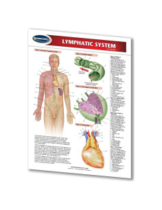 Guía Laminada del Sistema Linfático Permacharts 21.6x27.9 cm