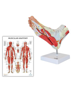 Modelo de Anatomía del Pie Axis Scientific 9 Partes Removibles