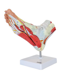 Modelo de Anatomía del Pie Axis Scientific 9 Partes Removibles 2