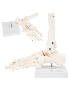 Modelo de Esqueleto Humano SKUMOD a Tamaño Real Articulado