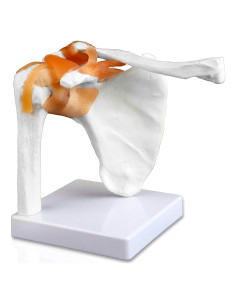 Modelo de Articulación del Hombro Parco Scientific PB00034