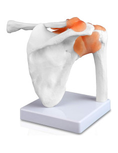 Modelo de Articulación del Hombro Parco Scientific PB00034 2