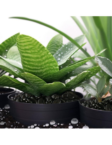 Piedras de Río Pulidas StoneCreek 0.91 kg Decorativas Jardín