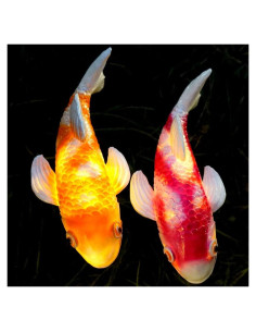 Juego de 2 Estatuas de Koi Solar Tooyuart para Jardín