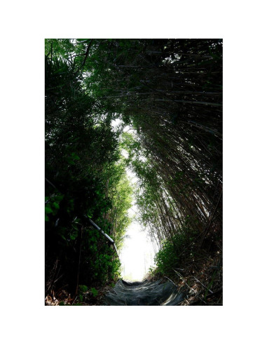 Lente Sigma 10-18mm F2.8 DC DN APS-C para Canon RF-Mount