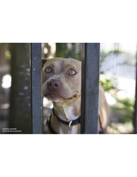 Lente Composer Pro II Sweet 80 Lensbaby 80mm f/2.8 para Sony E Lente Composer Pro II Sweet 80 Lensbaby 80mm f/2.8 para Sony E