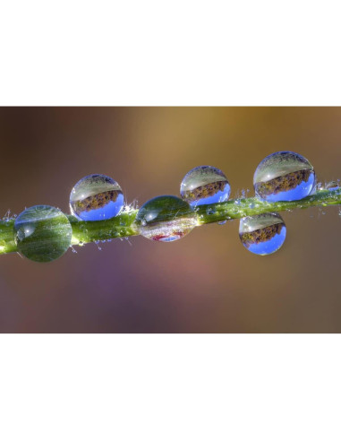 Lente Macro 85mm f/5.6 2X Laowa para Cámara Nikon Z