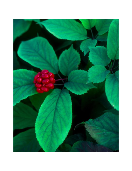 Extracto de Ginseng Americano Orgánico Herb Pharm 29.57 ml