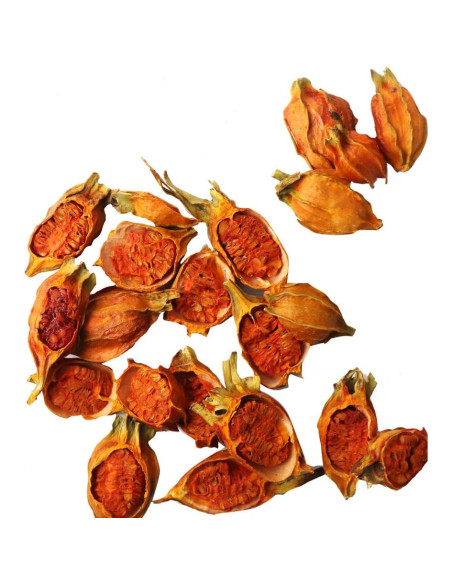 Extracto en polvo de fruta de gardenia orgánico 500g premium