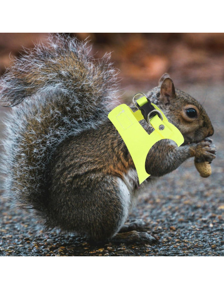 Conjunto Arnés y Correa Ajustable POPETPOP para Conejo y Ardilla