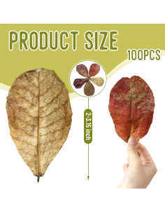 100 Hojas de Catappa Naturales para Peces LeonBach 5-8 cm 2