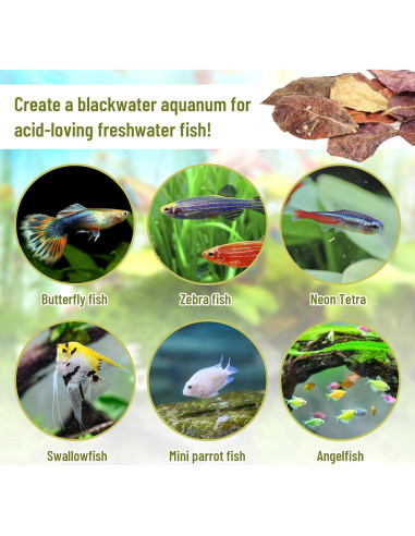 100 Hojas de Catappa Naturales para Peces LeonBach 5-8 cm