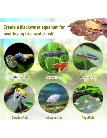 100 Hojas de Catappa Naturales para Peces LeonBach 5-8 cm