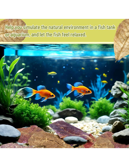 100 Hojas de Catappa Naturales para Peces LeonBach 5-8 cm