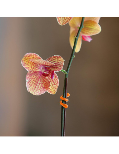 Corbatas de Goma Reutilizables Nite Ize 3" - 12 Paquete