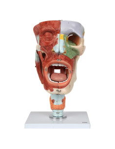Modelo Anatómico de Cavidades de Nariz, Boca y Garganta Axis Scientific