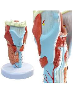 Modelo Anatómico de Laringe Humana Merinden 5 Piezas 2X 2