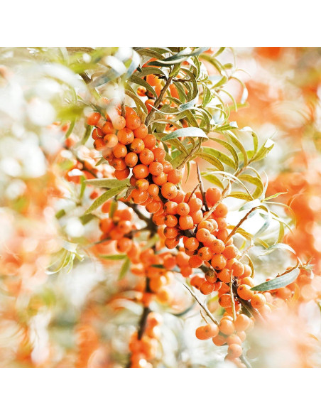 Desodorante Roll-On Weleda Espino Marino 50 ml 24H Natural