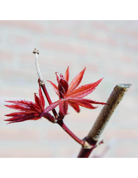 Lente Velvet 28mm f/2.5 Lensbaby para Nikon F - Macro 1:2