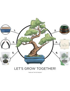 Kit Completo para Bonsai Leaves and Soul - Maceta Azul 30x25cm 2