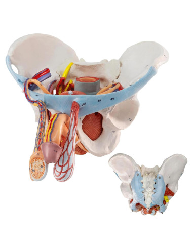 Modelo de Pelvis Masculina HADWYN 11 Piezas Anatómico