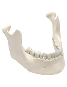 Modelo de Mandíbula Humana Eisco Labs - 16 Dientes Natural