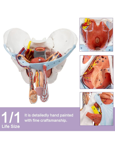 Modelo de Pelvis Masculina HADWYN 11 Piezas Anatómico