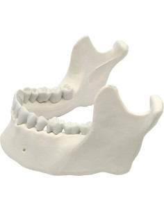 Modelo de Mandíbula Humana Eisco Labs - 16 Dientes Natural 2