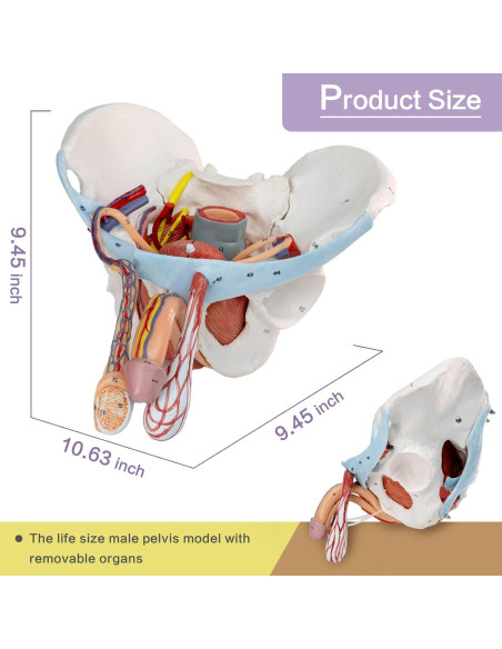 Modelo de Pelvis Masculina HADWYN 11 Piezas Anatómico