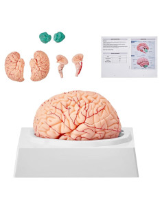 Modelo de Anatomía del Cerebro Humano VEVOR - 9 Partes Desmontables