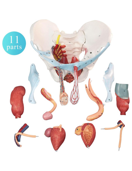 Modelo de Pelvis Masculina HADWYN 11 Piezas Anatómico