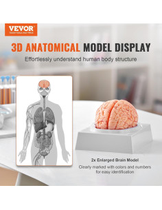 Modelo de Anatomía del Cerebro Humano VEVOR - 9 Partes Desmontables 2
