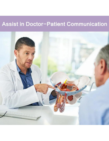 Modelo de Pelvis Masculina HADWYN 11 Piezas Anatómico