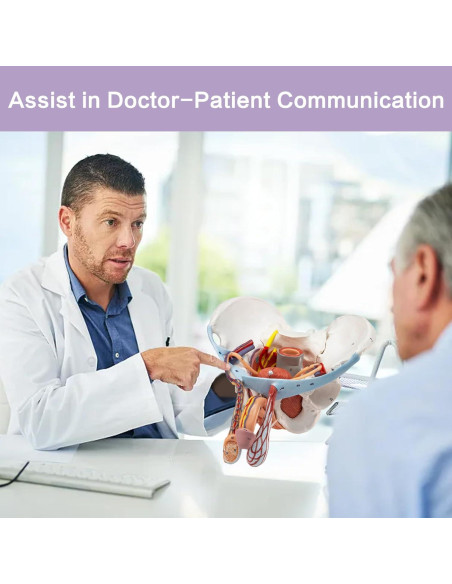 Modelo de Pelvis Masculina HADWYN 11 Piezas Anatómico